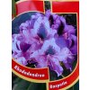 Rhododendron 'Rasputin' - pěnišník