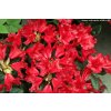Rhododendron 'Scarlet Wonder' - pěnišník zakrslý