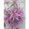 Rhododendron stenopetalum 'Linearifolium' - pěnišník, azalka dřevitá