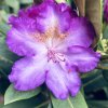 Rhododendron 'Střekov' - pěnišník