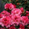 Rhododendron 'Wine and Roses' - pěnišník