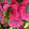 Rhododendron 'Winsome' - pěnišník skalkový