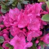 Rhododendron 'Winsome' - pěnišník skalkový