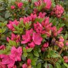 Rhododendron 'Winsome' - pěnišník skalkový