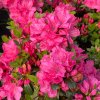Rhododendron 'Winsome' - pěnišník skalkový