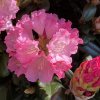 Rhododendron 'Władysław Łokiet kmínek - pěnišník