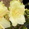Rhododendron 'Wren' - pěnišník skalkový