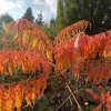 Rhus typhina 'Dissecta' - škumpa orobincová