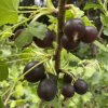 Ribes nidigrolaria kmínek - josta