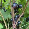 Ribes nigrum 'Démon' - rybíz černý
