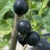 Ribes nigrum 'Démon' - rybíz černý