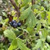 Ribes nigrum 'Laciniata' - rybíz černý