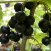 Ribes nigrum TITANIA - rybíz - černý