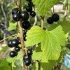 Ribes nigrum TITANIA - rybíz - černý