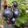 Ribes nigrum 'TRITON' - rybíz černý