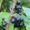 Ribes nigrum 'TRITON' - rybíz černý