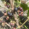 Ribes nigrum 'TRITON' - rybíz černý