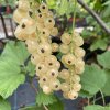 Ribes rubrum 'Victoria' - rybíz bílý