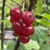 Ribes rubrum Detvan - rybíz červený