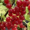 Ribes rubrum ROLAN - rybíz červený
