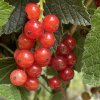 Ribes rubrum Rovada - rybíz červený