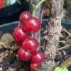 Ribes rubrum Rubigo - rybíz červený