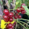 Ribes rubrum Rubigo - rybíz červený
