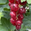 Ribes rubrum Rubigo - rybíz červený