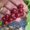Ribes rubrum VITAN - rybíz červený