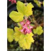 Ribes sanguineum 'Brianjou' - meruzalka krvavá