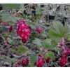 Ribes sanguineum 'King Edward IV' - meruzalka krvavá
