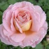 Rosa 'Abraham Darby' - růže anglická