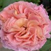 Rosa 'Abraham Darby' - růže anglická