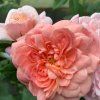 Rosa 'Abraham Darby' - růže anglická