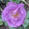 Rosa 'Blue for you' - růže mnohokvětá