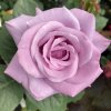 Rosa 'Blue Nile' - růže VELKOKVĚTÁ