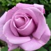 Rosa 'Blue Nile' - růže VELKOKVĚTÁ