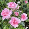 Rosa 'Bonica82' - růže