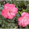 Rosa 'Bonica82' - růže