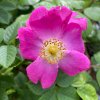 Rosa canina 'Kiese' - růže šípková