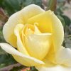 Rosa 'Casino' - růže pnoucí