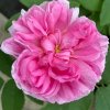 Rosa centifolia 'Henri Martin' - růže stolistá