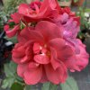 Rosa 'Cinco de Mayo' - růže polyantka