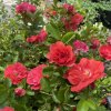 Rosa 'CORAL DRIFT®' - růže půdopokryvná