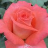 Rosa 'Die Welt' - růže VELKOKVĚTÁ
