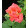 Rosa 'Die Welt' - růže VELKOKVĚTÁ