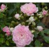 Rosa 'Fairy' - růže pokryvná