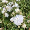 Rosa 'Fairy White' - růže půdopokryvná