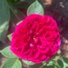 Rosa 'Falstaff' - růže ANGLICKÁ
