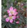 Rosa glauca - růže sivá